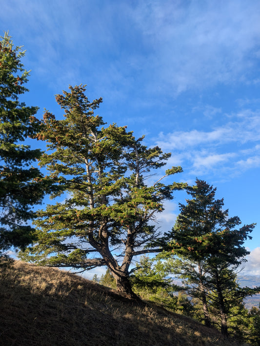 Mount Jumbo Douglas-Fir Memorial - Missoula, Montana