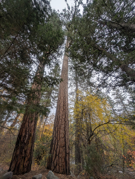 Old Growth Ponderosa Pine Memorial - 200+ Year Old Witness Tree, Missoula